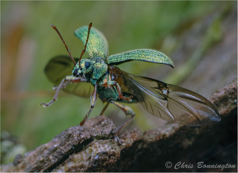 Weevil Taking Flight - Wee Beasties