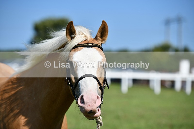 DSC_6469 - Class 53: NPS M&M 4 years and over Small Breeds