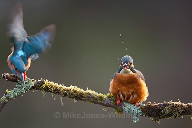 KINGFISHER NO. 21 - KINGFISHERS