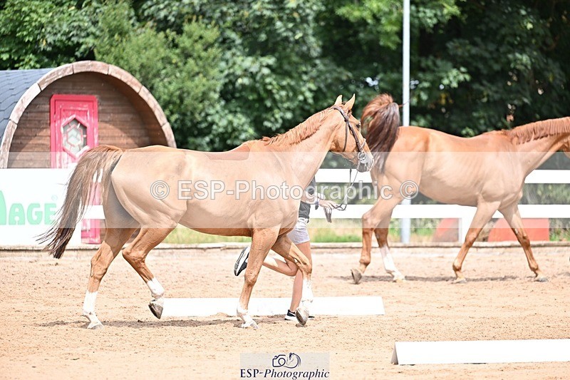 250716-132018-00436 - Trot Up 12.30 to 1.30