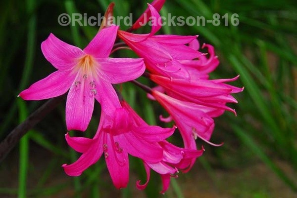 IMG.0271 - Flowers