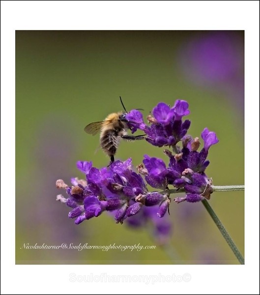  - Invertebrate's Macro