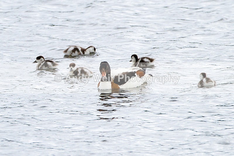 20130624-_MG_4326 - Shelduck