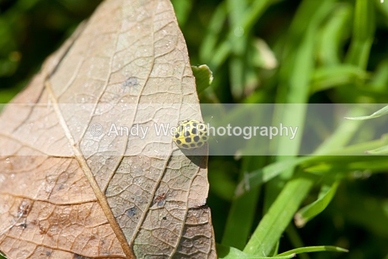 20110820-IMG_6292 - Insects