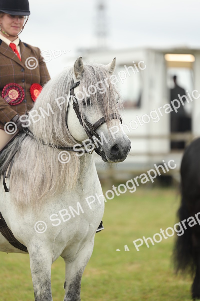 SBM_09041 - Class 78-80 - Ridden M&M Non Welsh Ponies