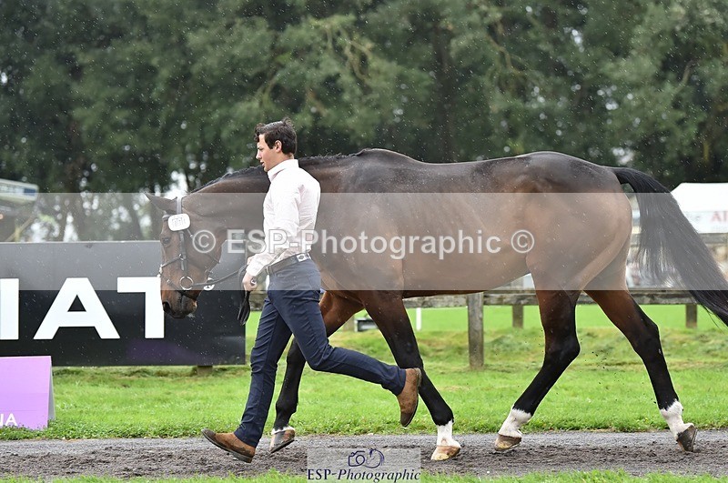 231018-125030-00562 - 071-BALLYVOGUE.OLYMPIC.VIEW-Duncan.Morgan-TrotUp