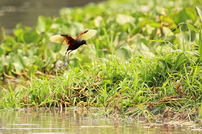 Wattled Jacana slowing to land, Mato Grosso, Brazil - Wattled Jacana