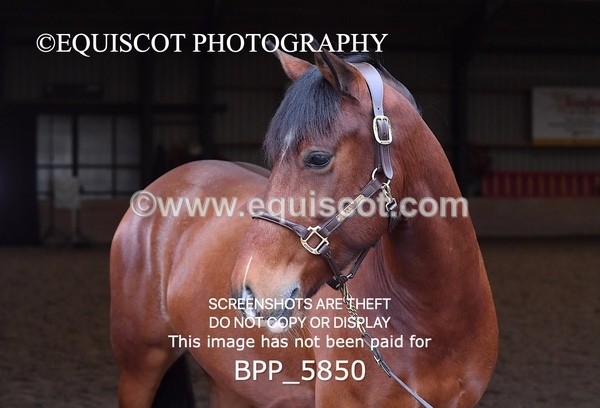 BPP_5850 - Marion West pony 3