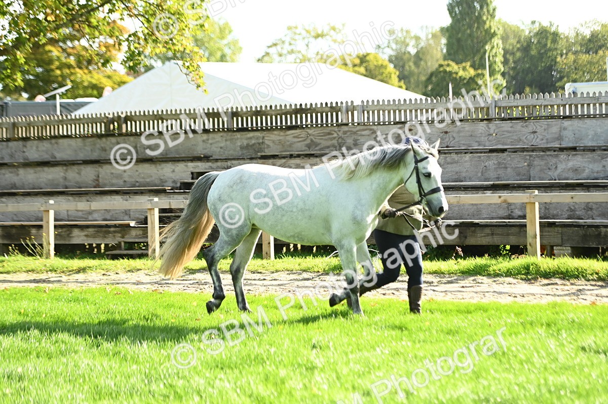 SBM_15855 - S1 - TSR in Hand Horse & Pony Showing