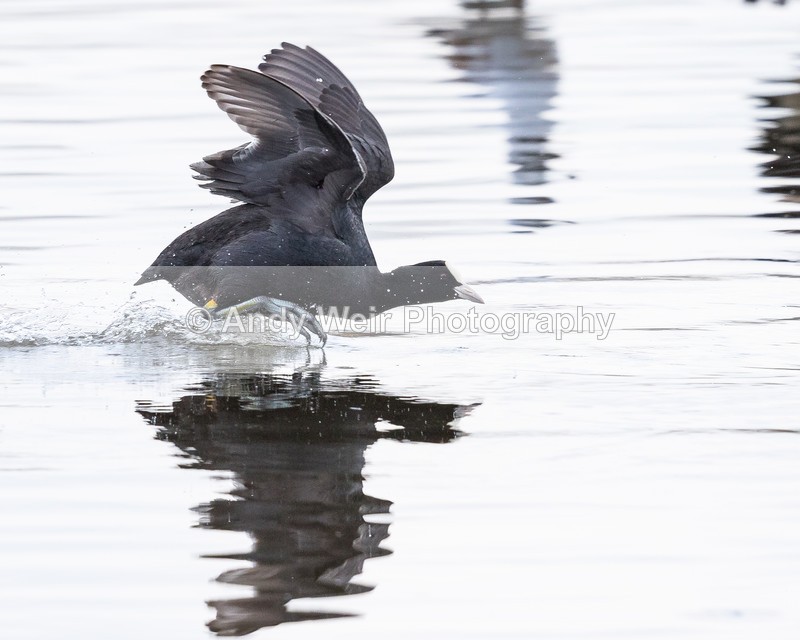 20160404-8E0A2824 - Rails & Coots