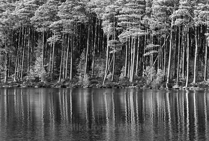 LOCH MALLACHIE - Latest projects, Cairngorms Deer, Boxing Hares, Landscapes...North Wales, Birds