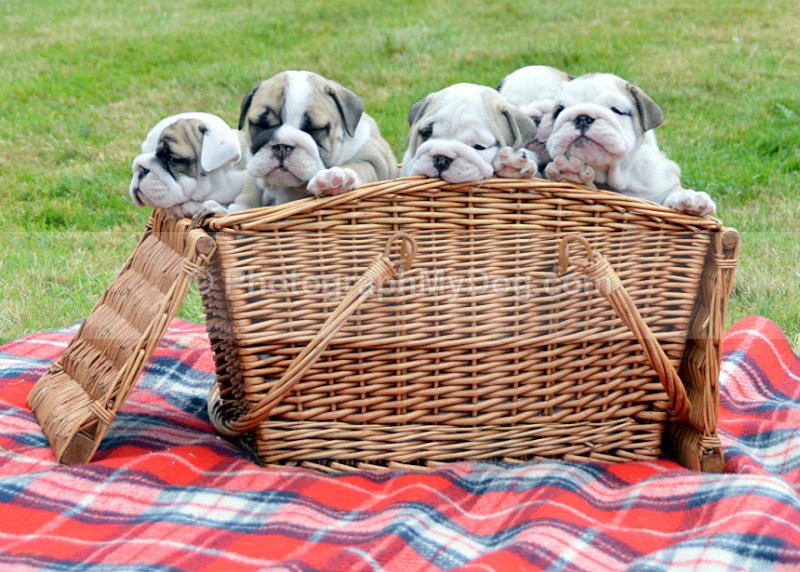  - Bulldogs