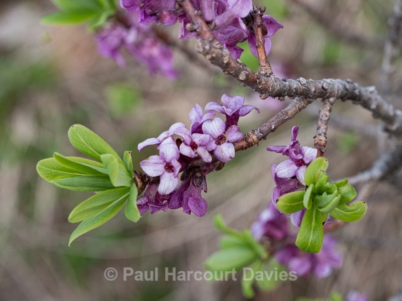 Mezereon (Daphne mezereon)  - Gargano - Wild Flowers