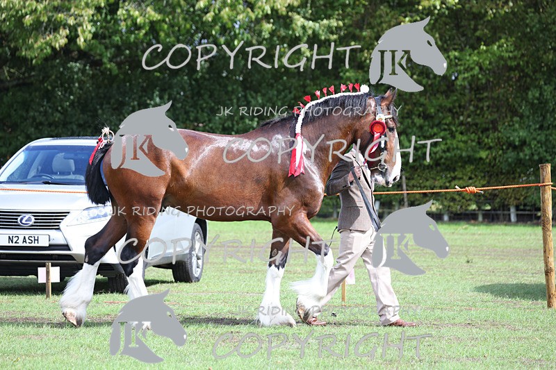 APP_3354 - Class 5 In Hand Championship