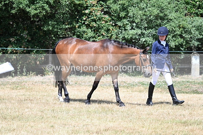 WJ7_2164 - Class 5 Most Handsome Gelding (up to 14.2hh) in hand