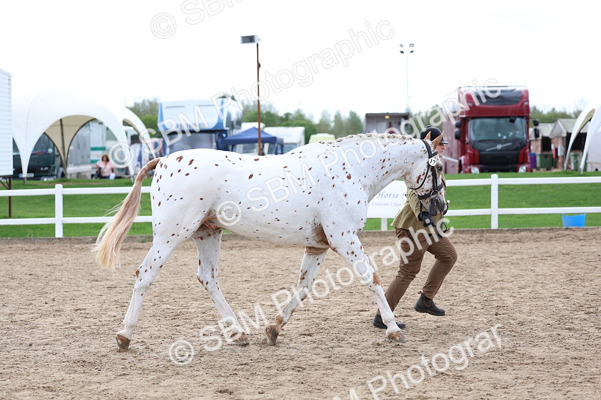 SBM_04499 - Class 26 - IH Foreign Breeds - Part Bred
