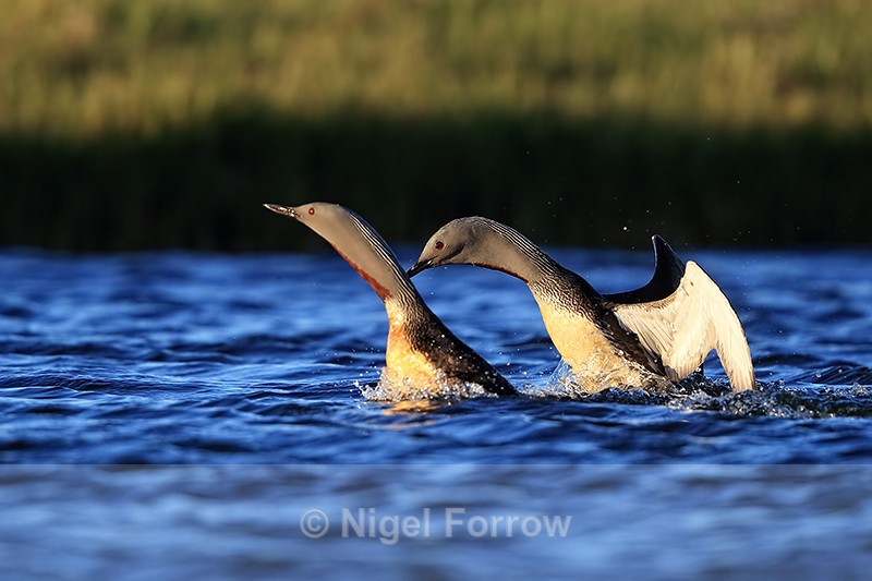 Red-throated Diver interaction, Floi, Iceland - Red-throated Diver