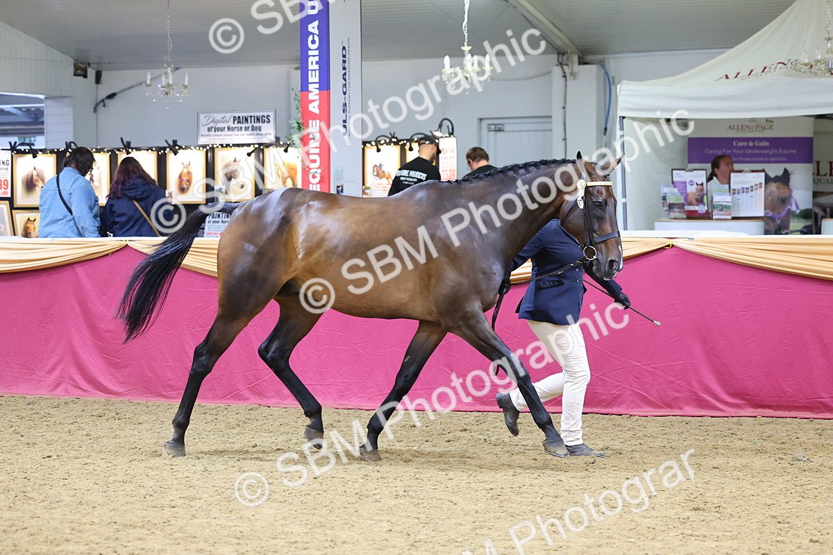 SBM_22830 - Class 903 - Supreme Final - IH Pre Vet