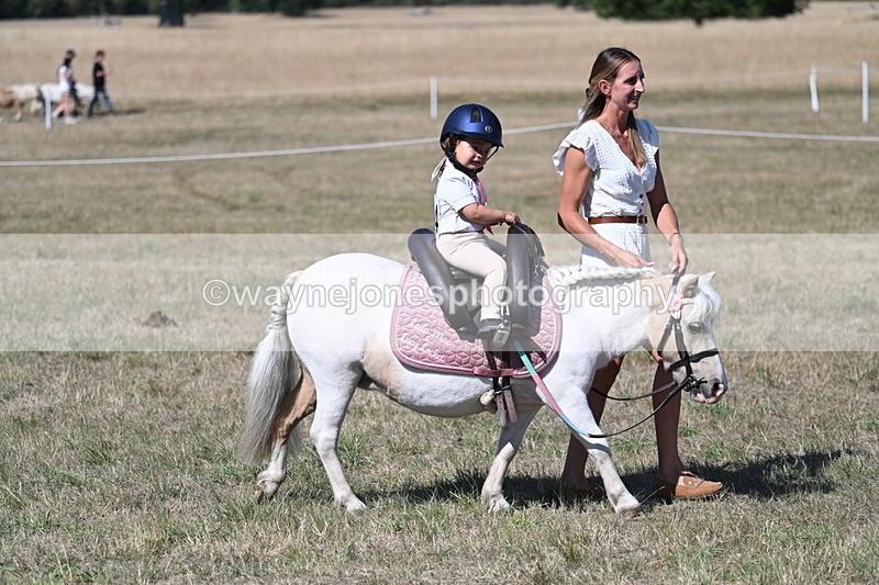 WJ7_1399 - Class 41 Prettiest Mare