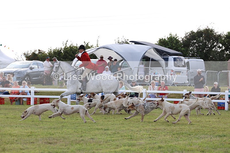3E7A3432 - Parade of Hounds