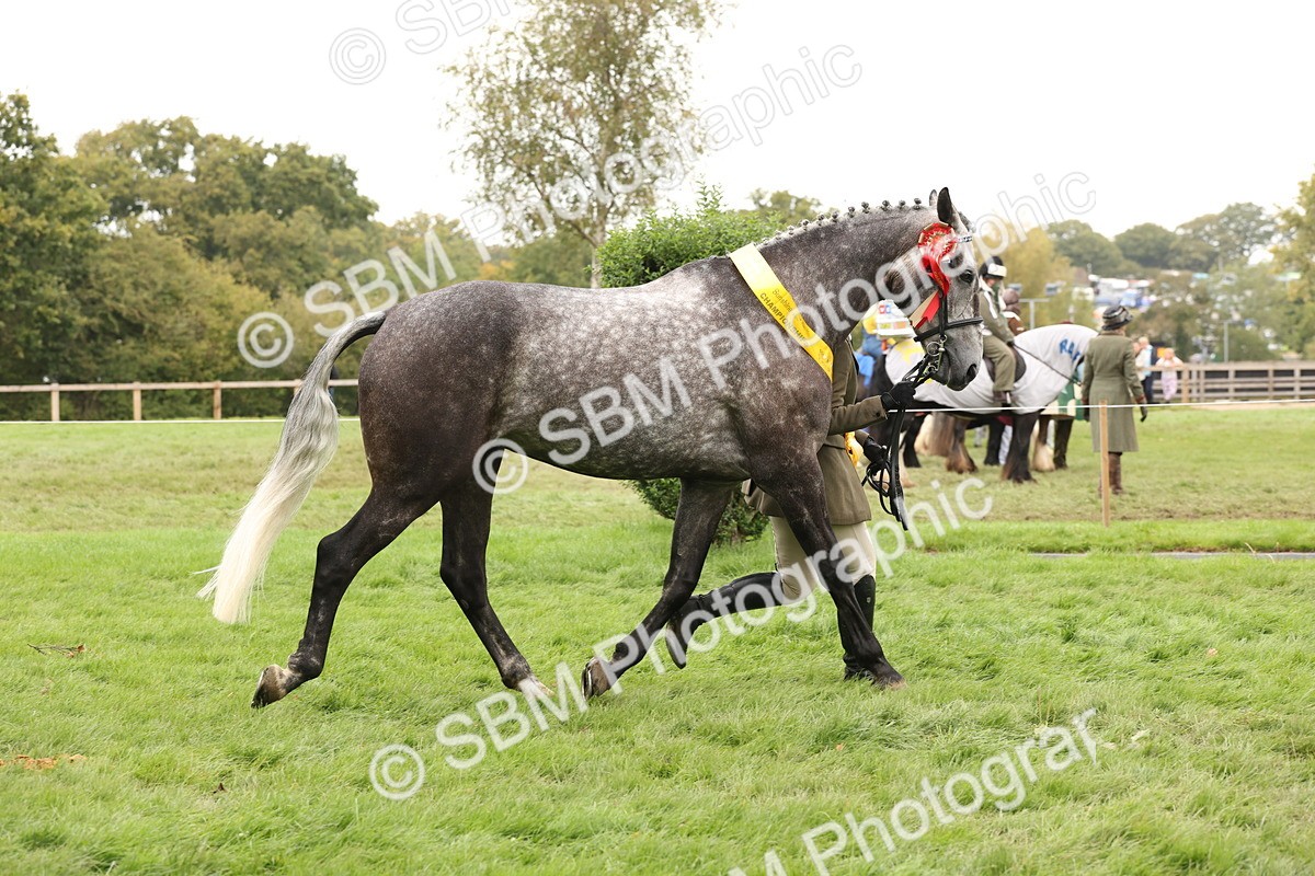 SBM_60888 - In Hand Horse Supreme Championship