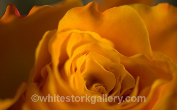Yellow Rose - Up Close !