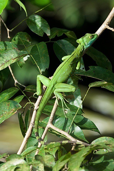  - Costa Rica