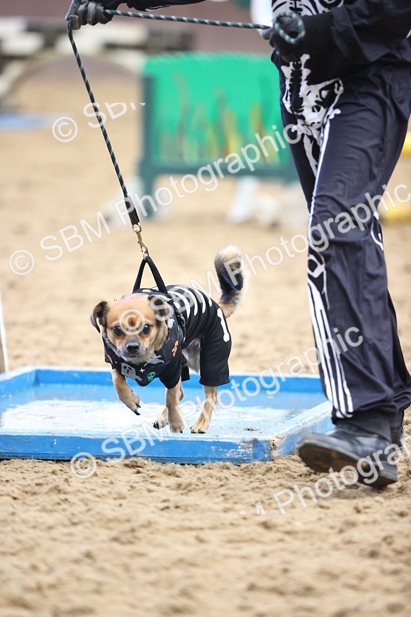 SBM_001594 - Class 3 - Horse & Hound 60cm