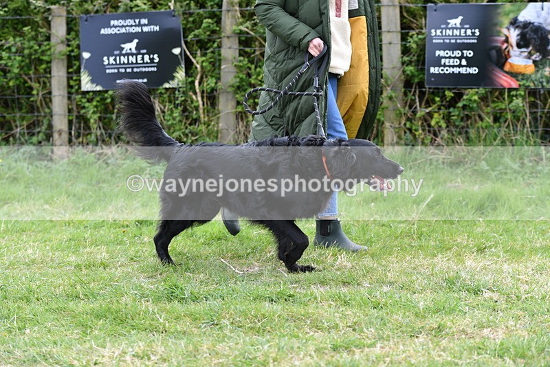 WJ5_9176 - Class 1 Best Cross Breed / Heniz 57