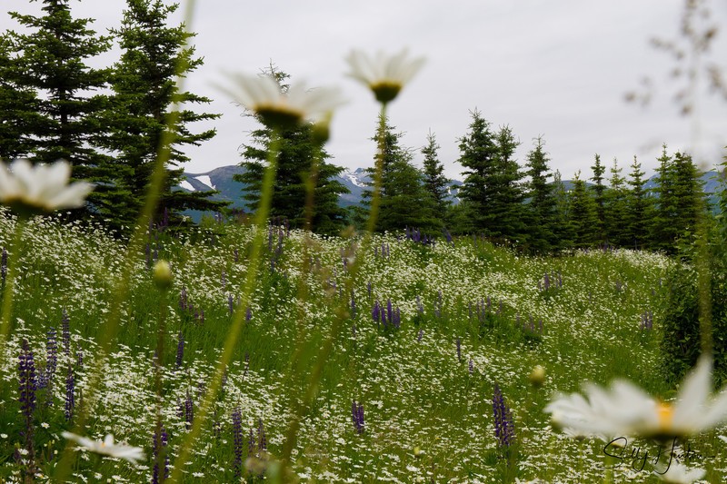 Wild Daisy Fields