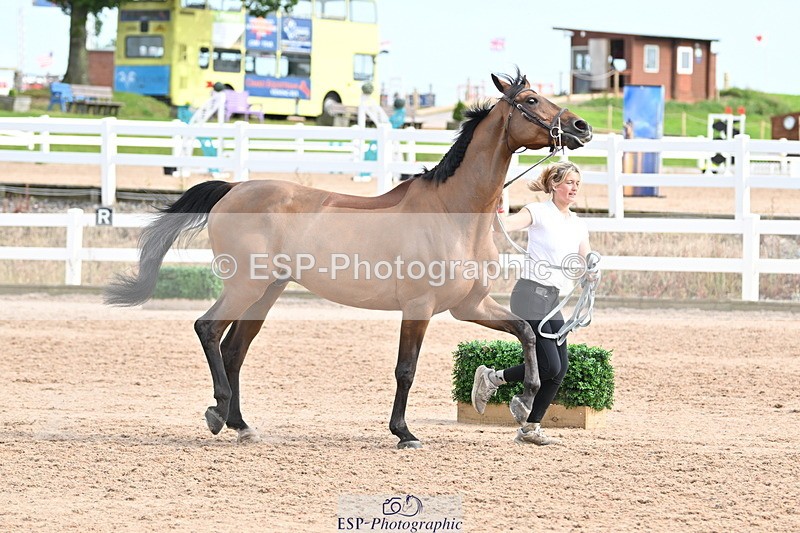 240717A-165650-03557 - Trot Up 4pm to 5pm