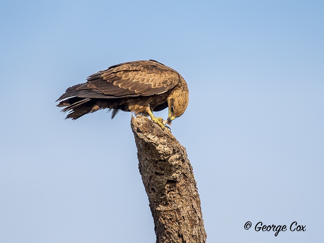 Black Kite - Gambia 2025