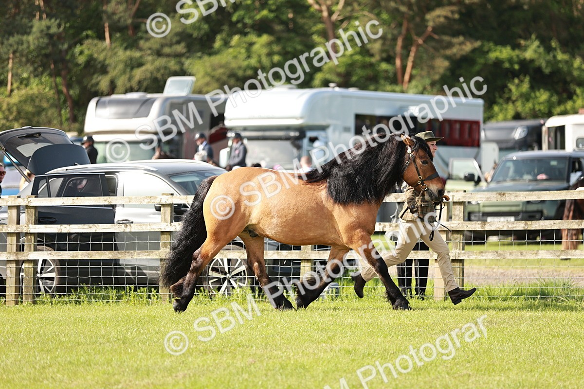 SBM_00806 - Class 14-23 - Mountain & Moorland In Hand Non Welsh