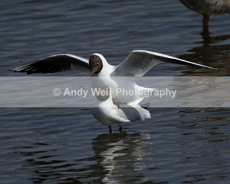 20110425-IMG_5049 - Gulls