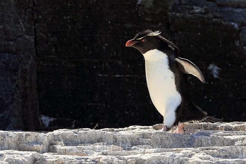 Rockhopper Penguin back lit view, Bleaker Island, Falklands - Rockhopper Penguin