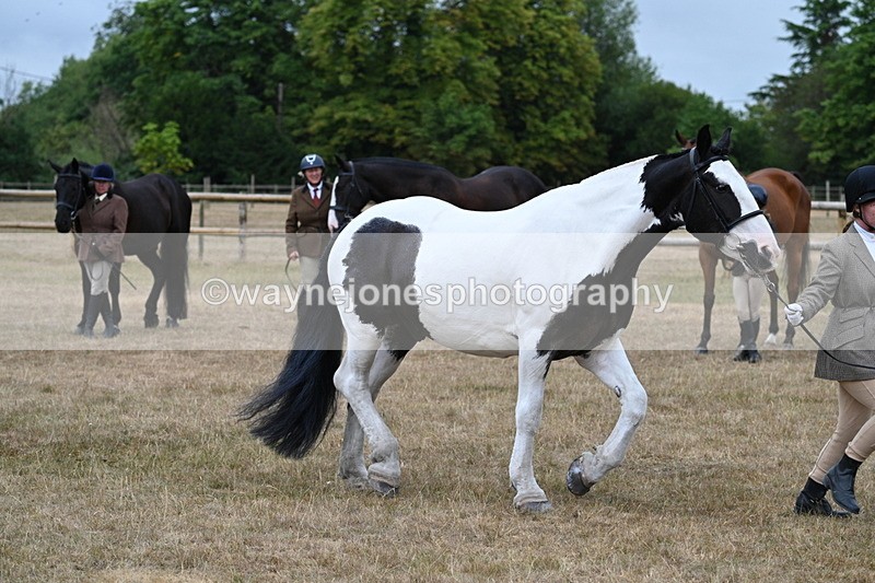 WJ7_9965 - Class 5a Most Handsome Gelding (above 14.2hh)