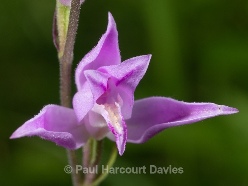 Red Helleborine (Cephalanthera rubra)  - Wild Orchids - 1