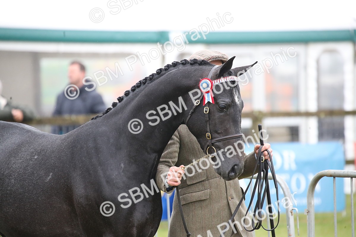 SBM_00032 - Class 17-20 - Arab & Part Bred - Anglo Arab In Hand