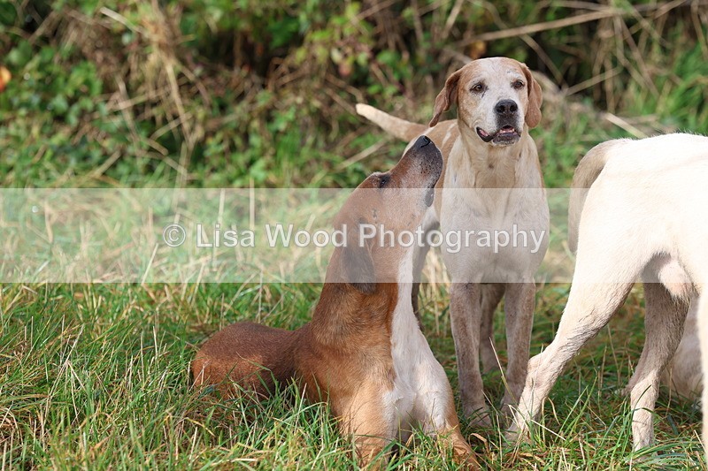 3E7A0554 - Four Burrow Opening Meet 2025