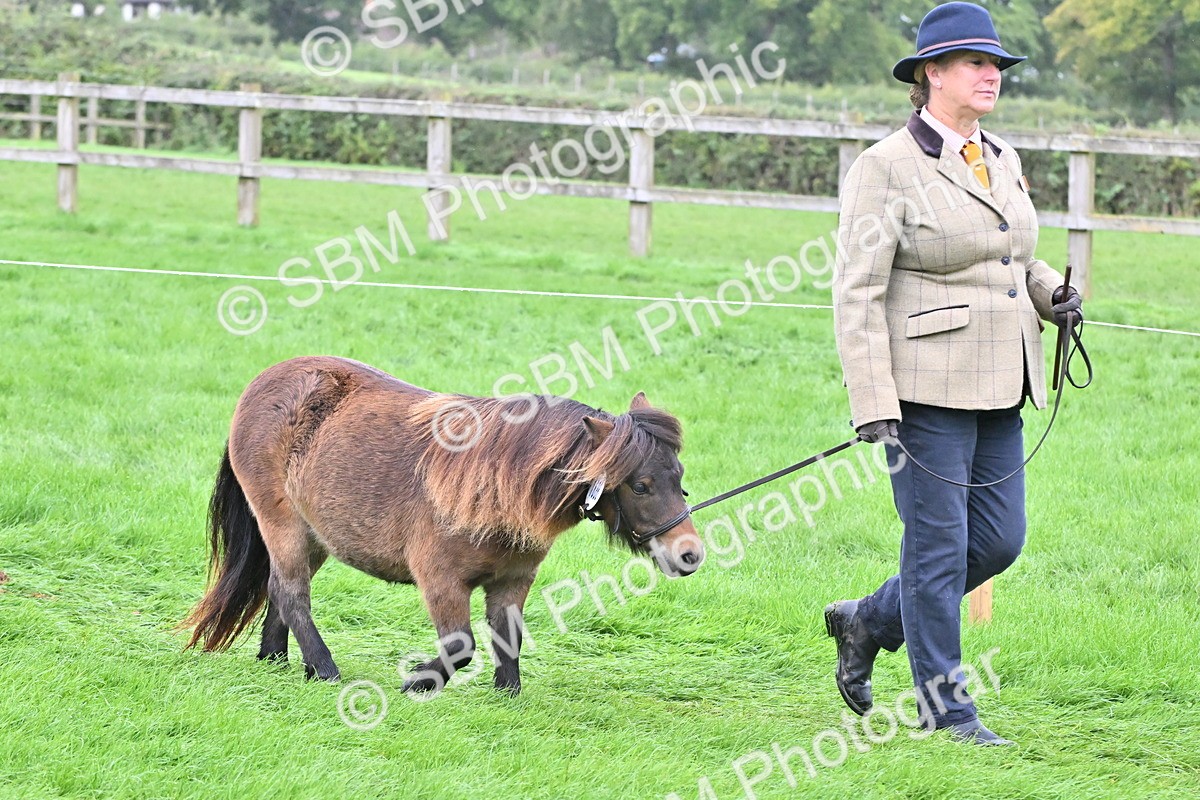 SBM_60934 - S48 - Mountain & Moorland In Hand Small Breeds