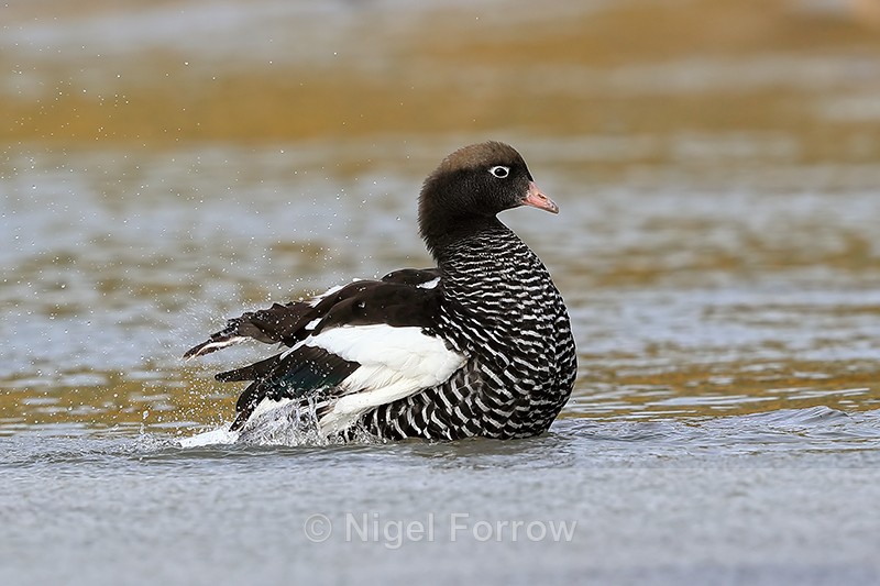 Kelp Goose (female) bathing in sea, Carcass Island, Falklands - Kelp Goose
