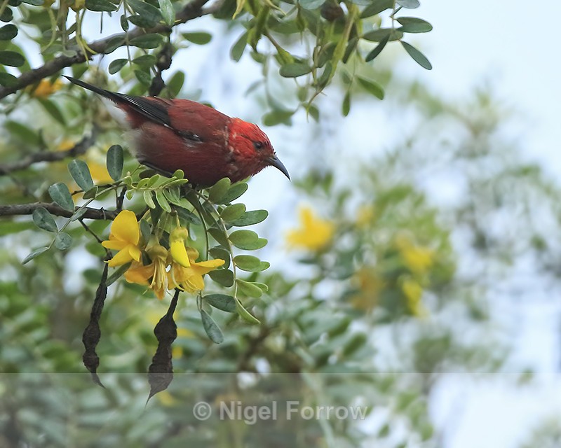 Apapane (adult), Mauna Kea, Hawaii - Apapane