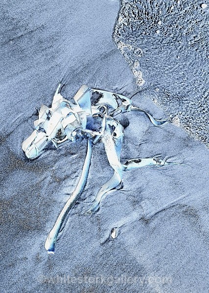 Beach Hound - The Sand Gallery
