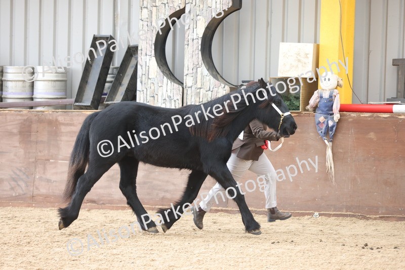 20251109-0869 - Class 25 - Yearling, Colt, Filly or Gelding