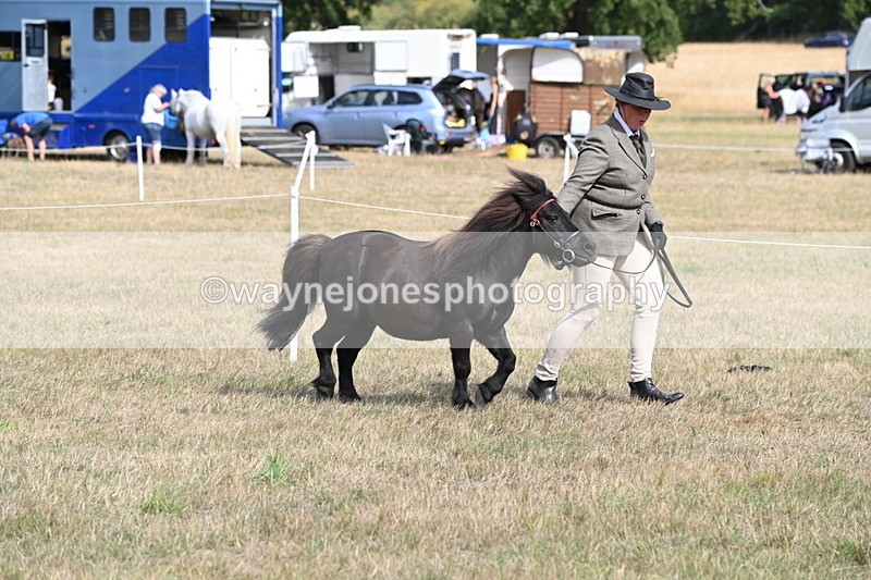 WJ6_6811 - Class 21 Shetland & Mini Horses