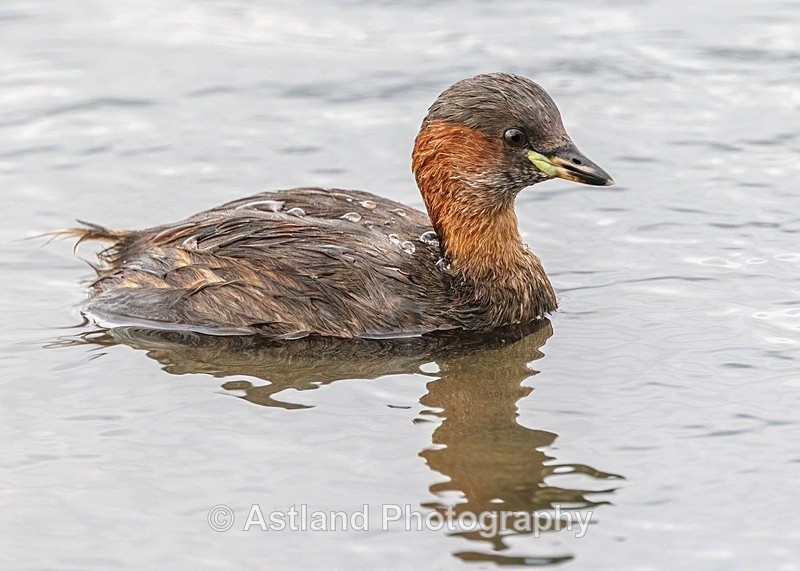 Astland Photography, Bird and Wildlife Images, Susan and Peter Wilson, U.K.