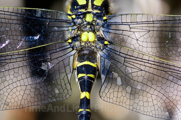 Male Golden-Ringed dragonfly - Dragonflies & Damselflies
