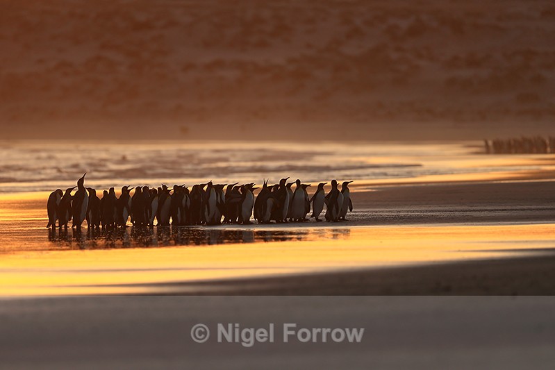 King Penguin group at sunrise, Volunteer Point, East Falkland - King Penguin