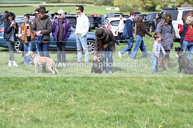 WJ6_8684 - Class 8 Best Working / Gun Dog or Bitch