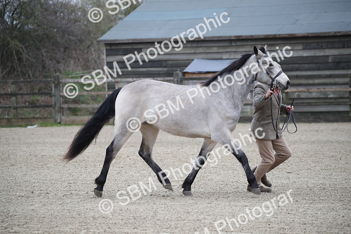 SBM_003969 - Class 1-4 - Young Stock classes Inc. In Hand Championship